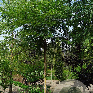 Gymnocladus dioica 10-12 HO draadkluit