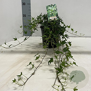 Hedera hel. 'Miniature Needlepoint' 30-50 cm 2,0L