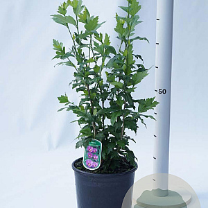 Hibiscus syr. 'Floru' 80-100 cm 10L