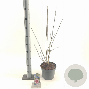 Hibiscus syr. Flower Tower Purple 60-70 cm 5,0L