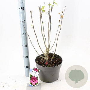 Hibiscus syr. Little Legends Pink 40-45 cm 5,0L