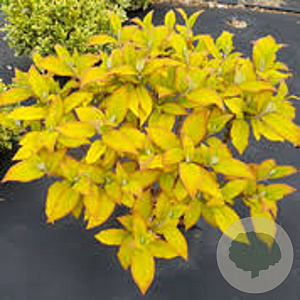 Hydrangea asp. Goldrush 150-175 cm draadkluit struik
