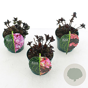 Hydrangea m. Black Diamonds Mix 15-20 cm 2,0L