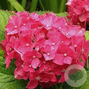 Hydrangea m. 'Deutschland' 80-100 cm 40L