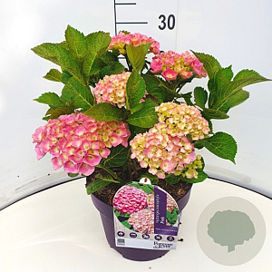 Hydrangea m. Forever & Ever Mix 15-20 cm 2,0L