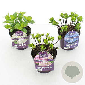 Hydrangea m. Forever & Ever Mix 15-20 cm 2,0L