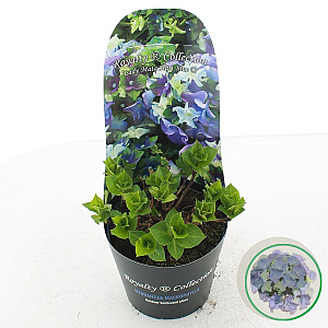 Hydrangea m. Lady Mata Hari 15-20 cm 2,0L