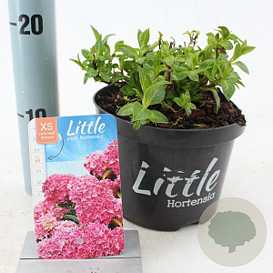 Hydrangea m. 'Little Pink' 15-20 cm 2,0L