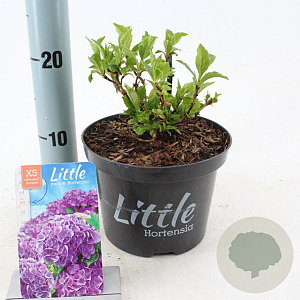 Hydrangea m. 'Little Purple' 15-20 cm 2,0L