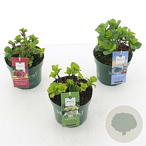 Hydrangea m. Mag. Four Seasons Mix 15-20 cm 2,0L