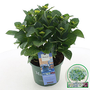 Hydrangea m. Magical Revolution 30-40 cm 5,0L blauw