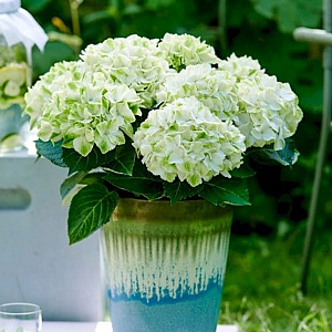 Hydrangea m. Magical Wings 15-20 cm 2,0L