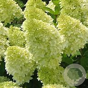 Hydrangea pan. 'Limelight' 6-8 HO 15L 160 cm stam