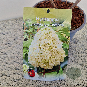 Hydrangea querc. Tara 30-40 cm 2,5L