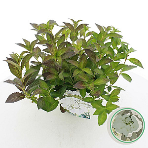 Hydrangea Runaway Bride 25-30 cm 3,0L