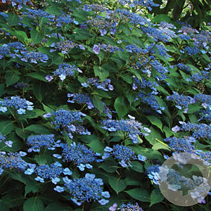 Hydrangea s. 'Ligannies' 15-20 cm 7,5L