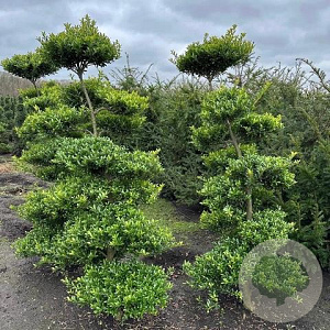 Ilex crenata 'Blondie' 200 cm cont. 65L Potgedrukt bonsai