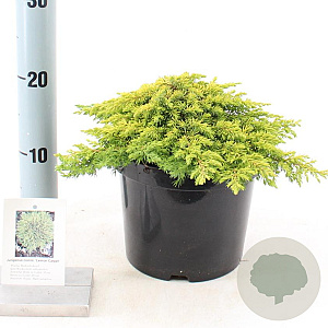 Juniperus comm. 'Lemon Carpet' 25-30 cm 3,0L