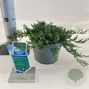 Juniperus h. 'Wiltonii' 20-25 cm 3,0L