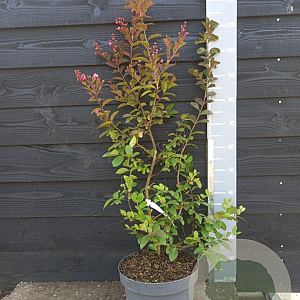 Lagerstroemia 'Hopi' 80-100 cm 10L