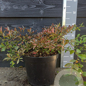 Lagerstroemia i. 'Houston' 40-50 cm 7,5L