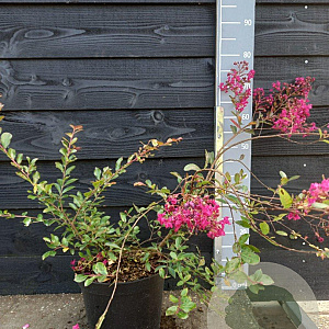 Lagerstroemia i. 'Turenne' 60-80 cm 7,5L