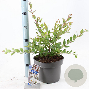 Lagerstroemia i. With Love Virgin 40-60 cm 5,0L