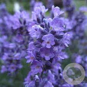 Lavandula ang. 'Essence Purple' 15-20 cm C1