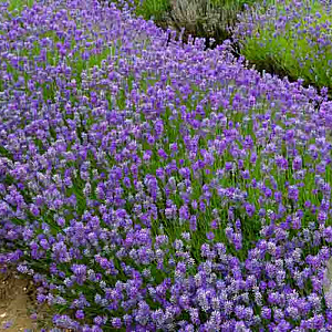 Lavandula ang. 'Lavender Lady' 15-20 cm C1.3