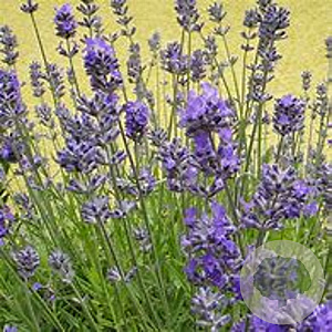 Lavandula ang. Little Lady 15-20 cm C1.3