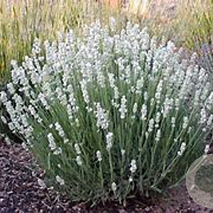 Lavandula ang. White Fragrance GM P9