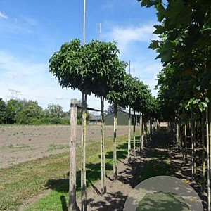 Liquidambar s. 'Gum Ball' 10-12 HO draadkluit 200 cm stam