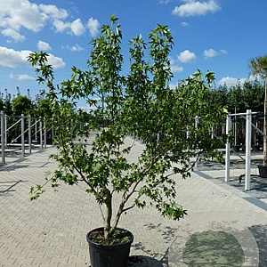 Liquidambar s. 'Worplesdon' 175-200 cm 45L meerstammig