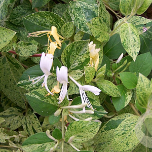 Lonicera jap. 'Mint Crisp' 150-175 cm vierkant rond 5,5L