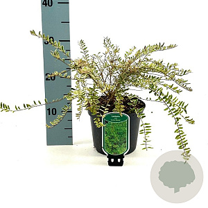 Lonicera nit. 'Lemon Beauty' 25-30 cm 2,0L