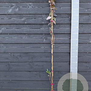 Lonicera per. Caprilia Imperial 150-175 cm vierkant rond 5,5L