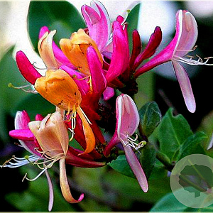 Lonicera per. 'Chojnów' 150-175 cm vierkant rond 5,5L