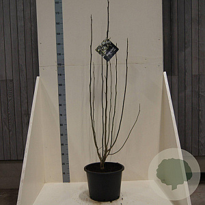 Magnolia kobus 125-150 cm 20L meerstammig