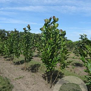 Magnolia loebneri 'Merrill' 150-175 cm draadkluit meerstammig 80-100 breed