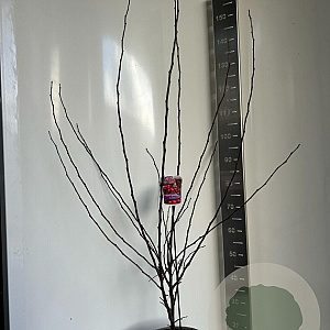 Malus 'Veitch's Scarlet' 100-120 cm 10L