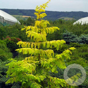 Metasequoia gl. Goldrush 125-150 cm 7,5L Gestokt