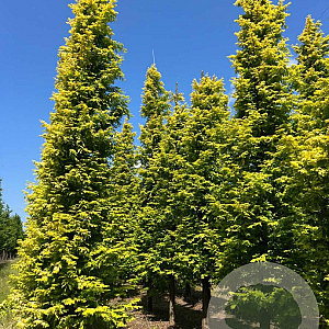 Metasequoia gl. Goldrush 300-350 cm draadkluit solitair