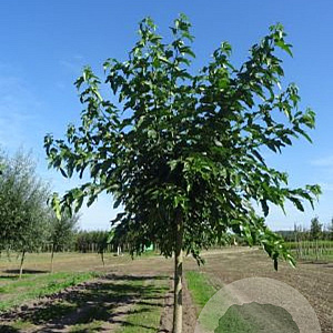 Morus alba 'Fruitless' 25-30 HO draadkluit