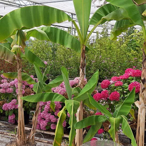 Musa basjoo 200-250 cm 40L solitair