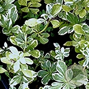 Pachysandra term. 'Variegata' GM P9