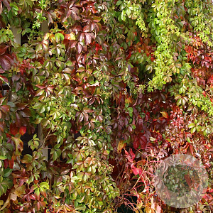 Parthenocissus quinquefolia murorum 150-175 cm vierkant rond 5,5L