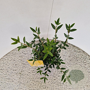 Phillyrea ang. 'Green Line' 45-50 cm 2,5L met stok