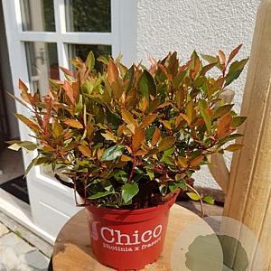 Photinia fraseri Chico 25-30 cm 5,0L
