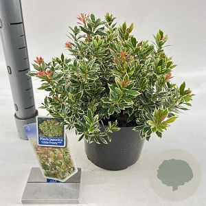 Pieris jap. 'Little Frosty' 20-25 cm 3,0L