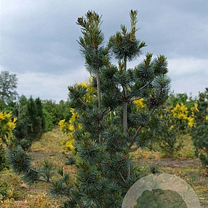 Pinus parv. 'Blauer Engel' 125-150 cm met kluit solitair